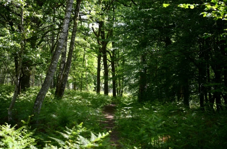 Avec le déconfinement et le retour des nombreux promeneurs dans les forêts d'Ile-de-France, la quiétude des animaux est menacée