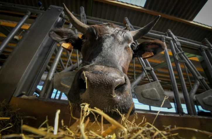 Un boeuf Wagyu de l'élevage d'Emmanuel Rialland, à Petit-Mars, le 29 juin 2018