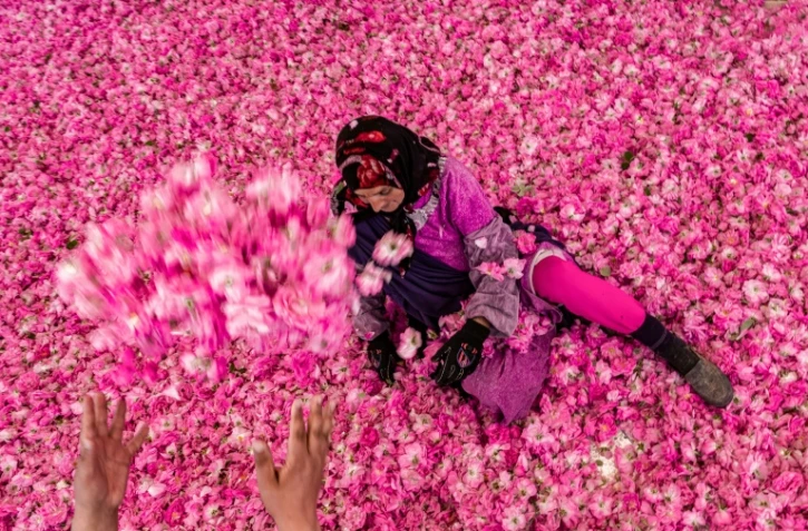 La récolte des roses de Damas dans le sud du Maroc dure un mois