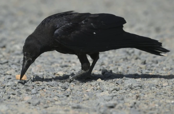 Un corbeau dressé à ramasser les mégots au parc de loisirs du Puy-du-Fou le 14 août 2018 