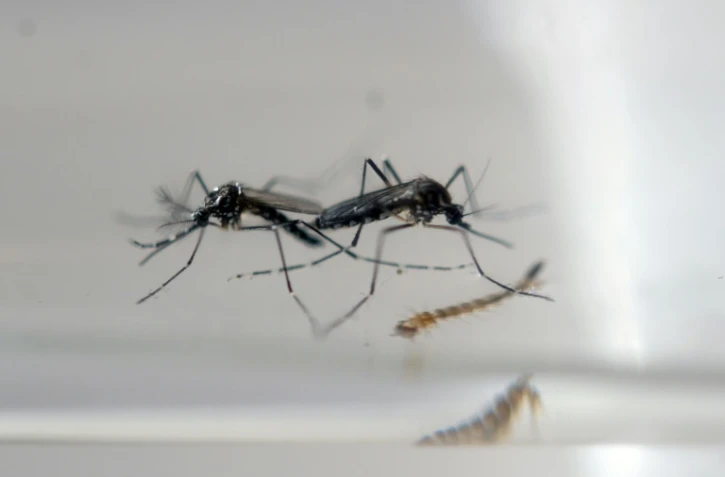 Des moustiques photographiés dans un laboratoire de contrôle épidémiologique à San Salvador, le 27 janvier 2016