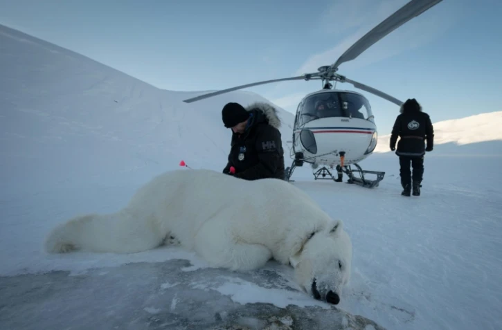 Le vétérinaire norvégien Rolf Arne Olberg vérifie si un ours polaire est bien sédaté à Longyearbyen, en Norvège, le 10 avril 2025