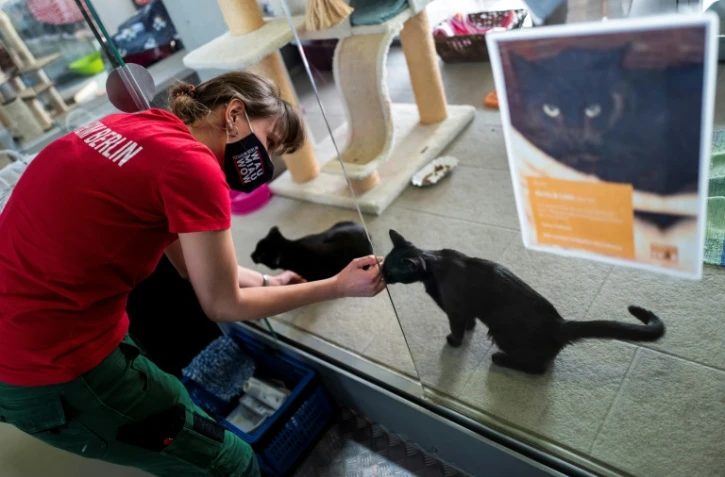 Une employée caresse un chat dans le refuge animalier Tierheim à Berlin, le 23 février 2021