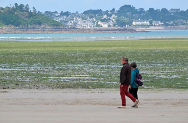 Des promeneurs sur la plage de Saint-Michel-en-Grève, recouverte d'algues vertes, le 24 mai 2024