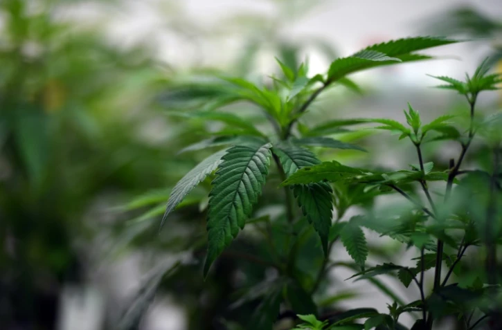 Un Australien a été inculpé pour avoir volontairement allumé un feu pour protéger ses plants de cannabis, déclenchant un incendie contre lequel les pompiers luttent depuis trois jours