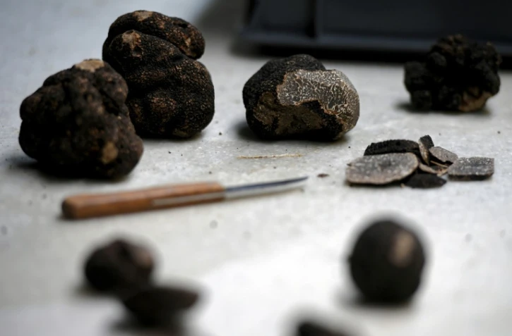 Des truffes dans un atelier de la Maison Gaillard, une conserverie de Caussade, dans le Tarn-et-Garonne, le 18 janvier 2022