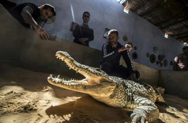 Mamdouh Hassan (D) montre un crocodile à des visiteurs dans sa maison du village égyptien de Gharb Soheil (sud), le 3 février 2020