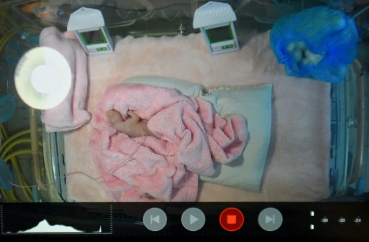 Sur un écran, le bébé panda du zoo de Beauval, dans le Loir-et-Cher, le 4 août 2017