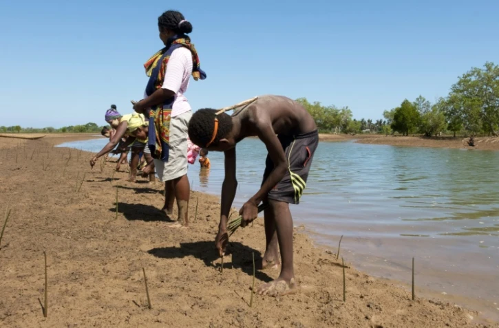 Des bénévoles plantent de la mangrove près du village d'Amboanio dans la région de Melaky, à Madagascar, le 24 avril 2018
