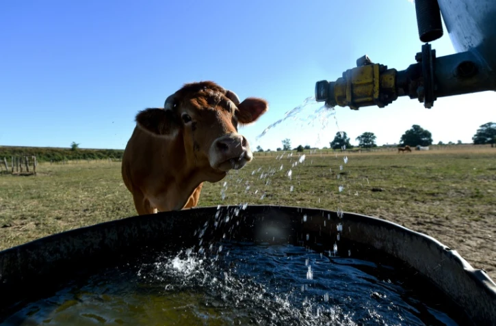 Une vache Limousine se rafraîchit au robinet d'une citerne d'eau, le 5 août 2020 à Vivoin, dans l'ouest de la France