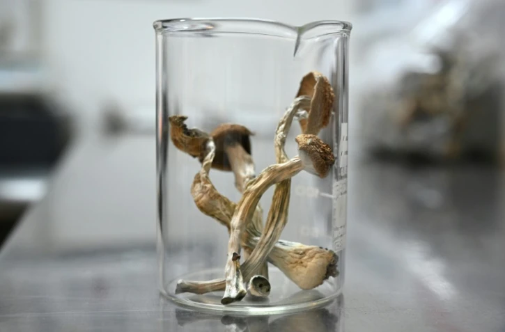 Un échantillon de "psilocybe cubsensis", un champignon hallucinogène dont l'usage est désormais légal en Oregon, le 10 mai 2023 dans un laboratoire de Portland