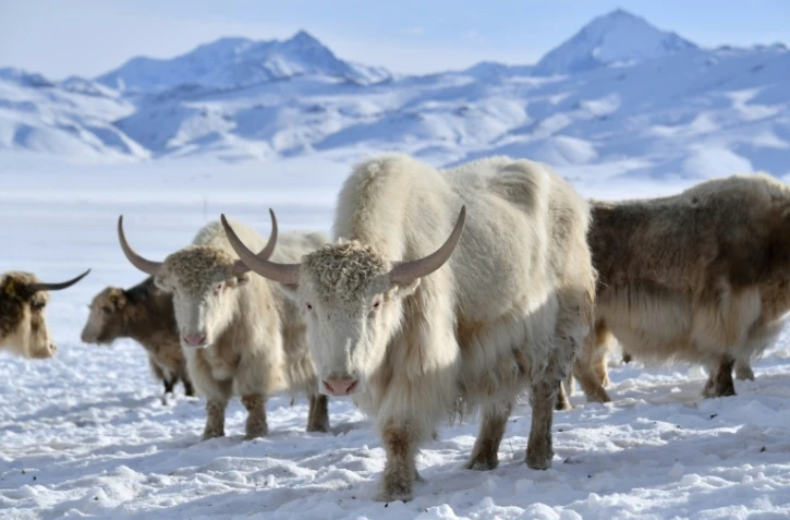 Un troupeau de yaks blancs dans un pâturage enneigé à 3 000 mètres d'altitude dans les montagnes reculées du Kirghizistan, le 2 février 2026