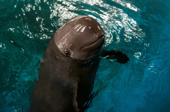Un marsouin du Yangtsé dans un delphinarium de Wuhan en Chine, le 10 novembre 2018