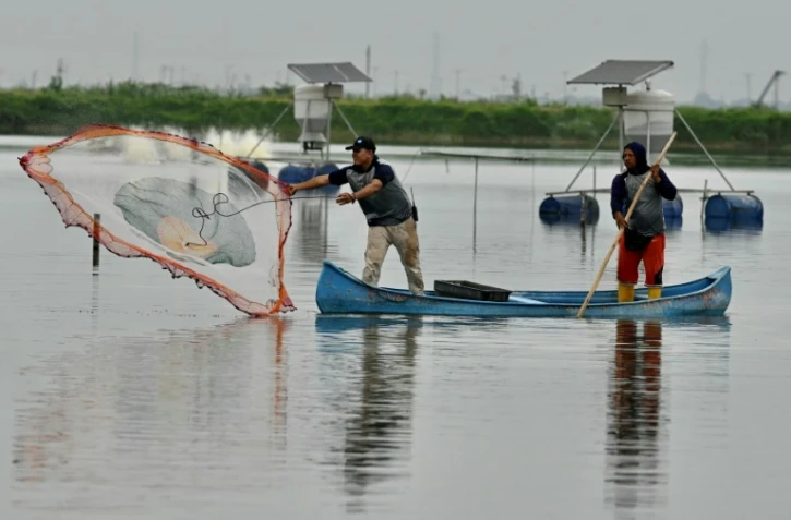 Des pêcheurs dans le bassin de production d'un d'élevage de crevettes à Taura, le 31 juillet 2023 en Équateur 