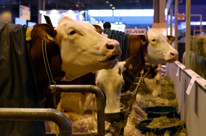 Des vaches au Salon de l'Agriculture, à Paris, le 26 février 2016