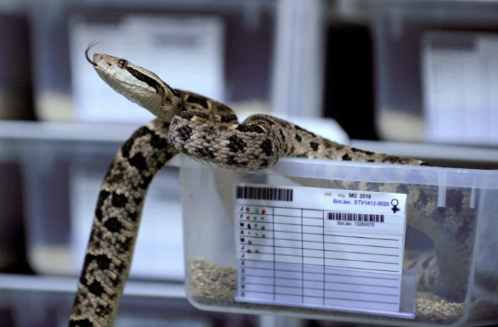 Un trigonocéphale chez Venom World, à Saint-Thibault-des-Vignes, près de Paris, le 24 juin 2016 où les serpents sont élevés afin extraire leur venin à des fins thérapeutiques