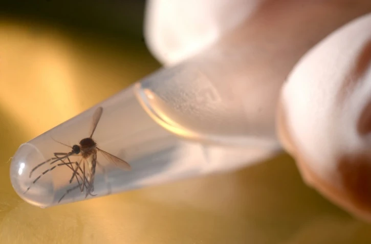 Un moustique de type Aedes aegypti, vecteur du virus Zika, au laboratoire de l'université de Salvador, à San Salvador, le 3 février 2016