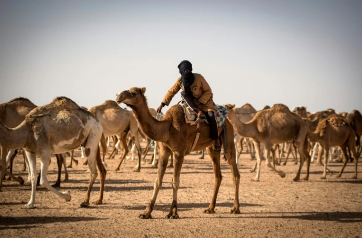 Un éleveur de dromadaires conduit son troupeau près de Dakhla, au Sahara occidental, le 13 octobre 2019