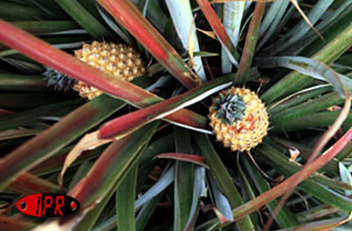 Ananas Victoria