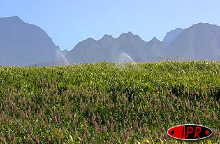 Champ de cannes Ă sucre en fleurs