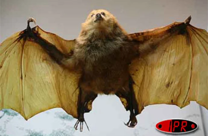 Trois espÚces de chauve-souris, 22 espÚces d'oiseaux et trois espÚces de reptiles ont disparu à jamais de l'ßle. Le principal responsable est l'homme qui, en 200 ans, a décimé presque la totalité des espÚces endémiques.