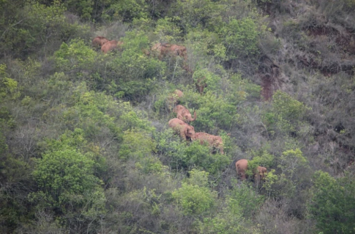 Vue aérienne prise le 7 juin et diffusée le 11 juin 2021 par les autorités de la province du Yunnan d'un troupeau d'éléphants en randonnée près de la ville de Kunming, dans le sud-ouest de la Chine