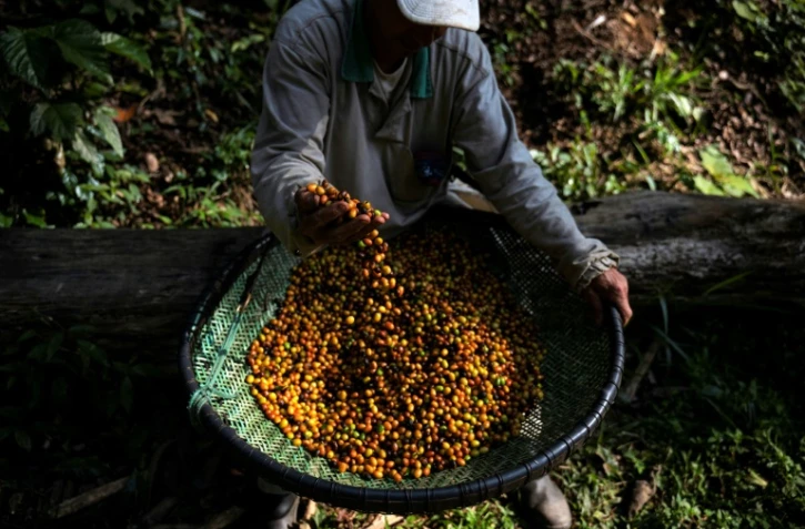 Un employé tamise des grains de café dans la plantation Camocim, le 25 août 2023 à Domingos Martins, dans l'État d'Espírito Santo, au Brésil