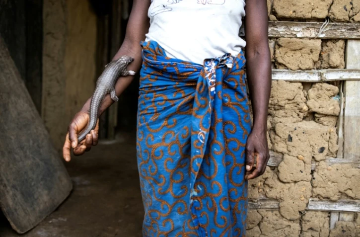 Le pangolin apprécié au Liberia pour sa viande au goût de sucre et pour ses écailles recherchées en Asie. A Gbarpolu county, le 14 novembre 2021