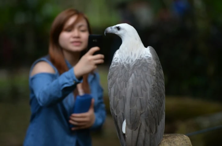 Une visiteuse prend en photo un aigle à la fondation philippine pour les aigles à Davao le 17 février 2016