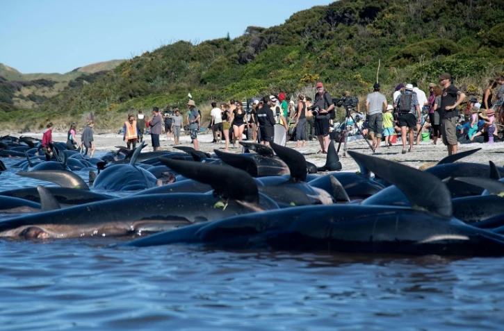 Des baleines-pilotes échouées le 11 février 2017 sur Farewell Spit en Nouvelle Zélande