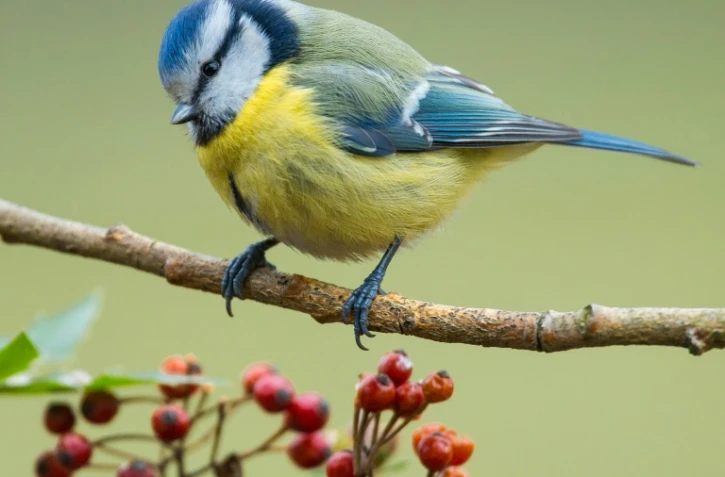 Les printemps précoces privent les petits des mésanges de chenilles, déjà muées en papillons