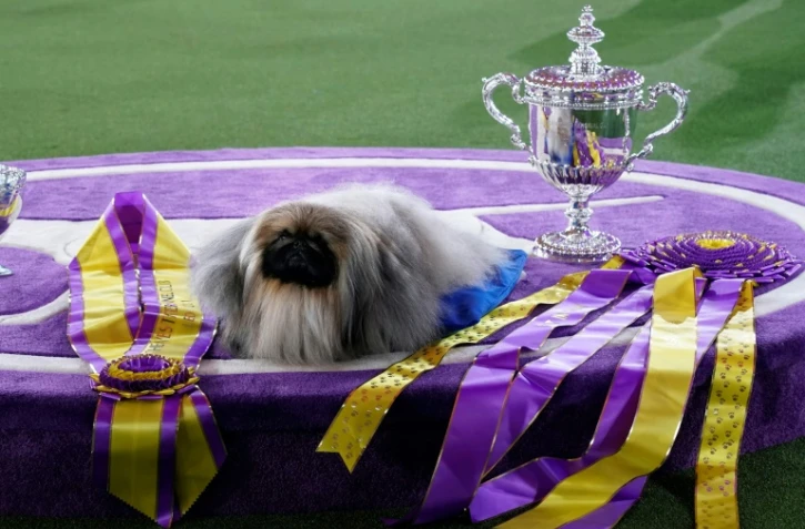 Wasabi, un Pékinois, photographié le 13 juin 2021 à Tarrytown, dans l'Etat de New York, après avoir emporté le titre de "Best in Show" du Westminster Dog Show 
