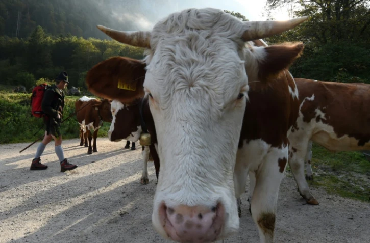 L'éructation des ruminants mise en cause parmi les explications à la flambée depuis dix ans des émissions de méthane. Photo du 1er octobre 2016 dans les Alpes