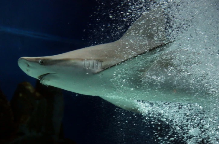 Un tiers des espèces de requins et de raies sont désormais menacées d'extinction, essentiellement en raison de la surpêche, selon WWF