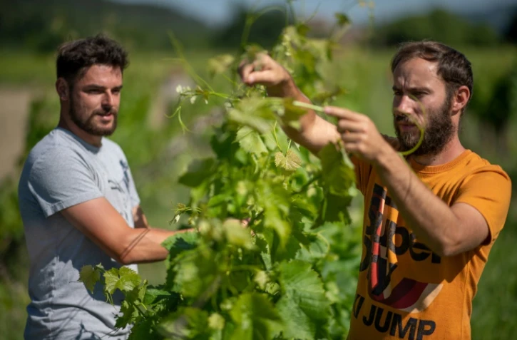 Florian Ferrer et Cedric Barnier, propriétaires d'un bar, ont été recrutés dans une exploitation agicole au pied du Mont Ventoux, à Malaucène, dans le sud de la France, ici dans un vignoble le 28 mai 2020