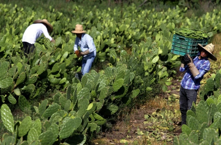 Récolte du nopal, une variété de cactus, le 1er août 2019 à Zapopan, dans l'Etat de Jalisco, au Mexique
