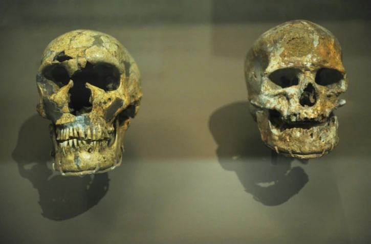 Un crâne de Néandertal, à gauche, côtoie celui d'un Homo sapiens, à droite, dans une exposition au Muséum nation d'histoire naturelle américain Smithsonian, le 17 mars 2010 