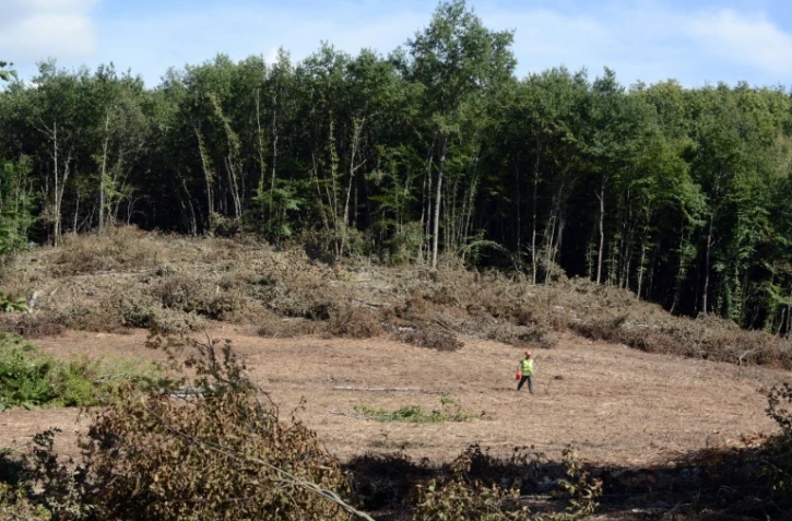 La forêt de Sivens près de Gaillac, dans le Tarn, en septembre 2014, lieu choisi pour la construction d'un barrage controversé