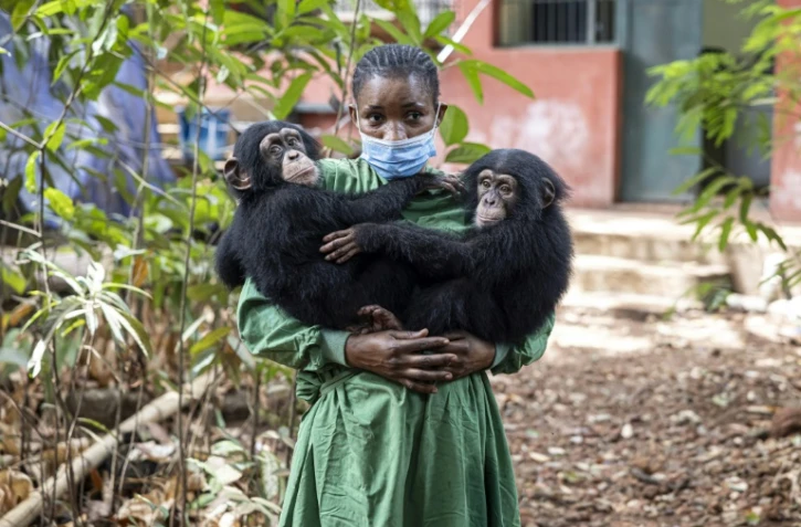 Les bébés chimpanzés orphelins Esther (g) et Rio (de) et leur soigneuse Hawa Kamara, au sanctuaire pour chimpanzés de Tacugama, dans les environs de Freetown, le 24 avril 2025 en Sierra Leone 
