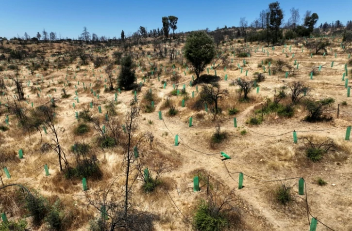 Le reboisement d'une zone touchée par l'incendie de février dernier au jardin botanique de Viña del Mar, au Chili, le 18 décembre 2024