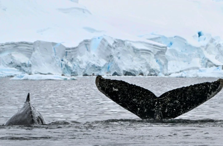 Baleines à bosse nageant dans les eaux du détroit de Gerlache, Antarctique, le 24 janvier 2024