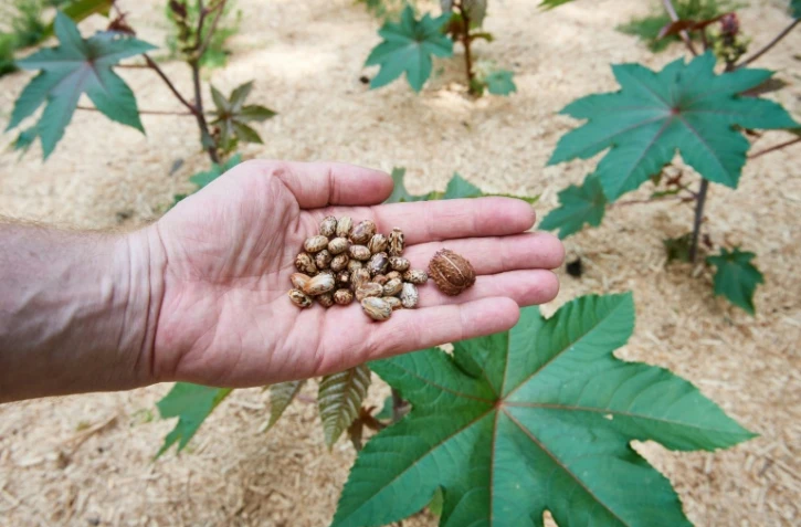 Des plants et graines de ricin, photographiées le 14 juin 2018 au jardin botanique de l'Université de la Ruhr, à Bochum (ouest de l'Allemagne)
