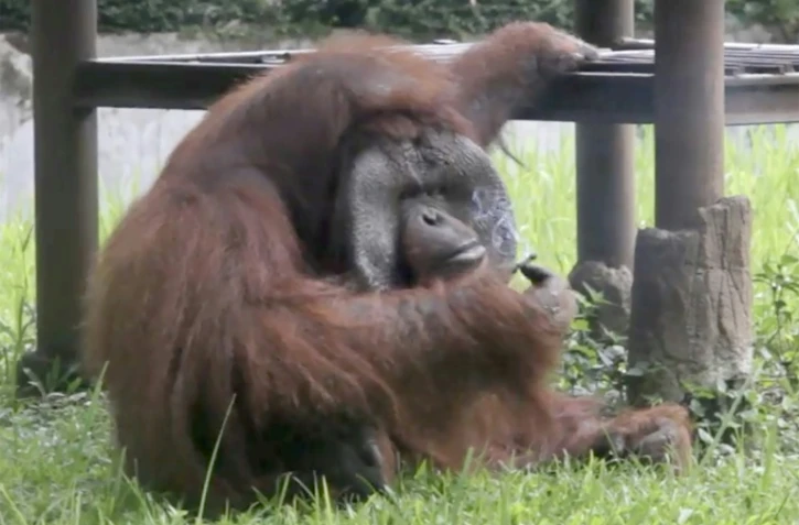 Capture d'écran à partir d'une vidéo montrant un orang-outan en train de prendre une bouffée de cigarette au zoo de Bandung, à environ 150 km au sud-est de la capitale Jakarta, le 4 mars 2018