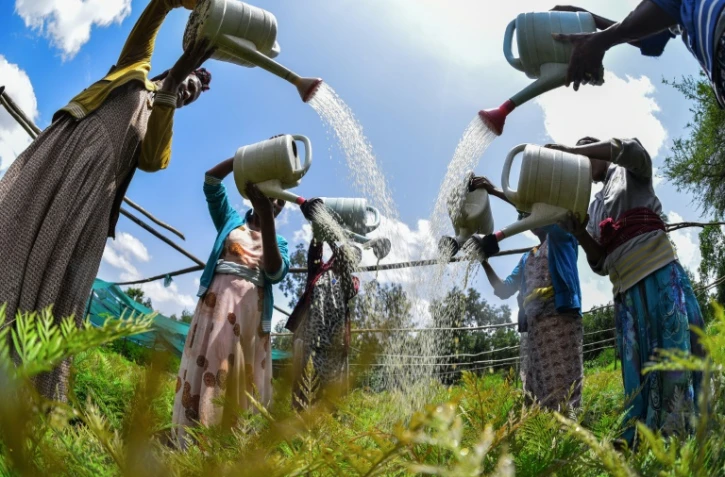 Des femmes arrosent des jeunes plants dans une pépinière à Buee, le 1er juin 2020 en Ethiopie