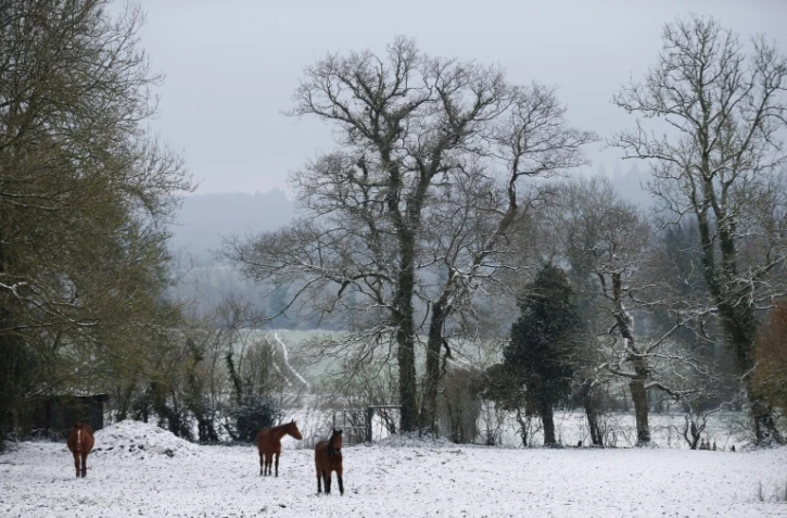 Des chevaux dans un champ enneigé, le 19 mars 2018 à Roucamps, dans le Calvados
