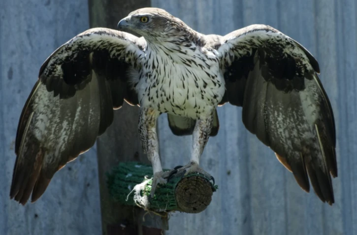 Un aigle de Bonelli dans un élevage à Saint-Denis-du-Payré, en Vendée, le 9 juin 2022 