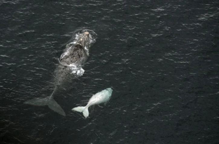 Une baleine et son petit dans le Golfo Nuevo près de Puerto Piramides en Patagonie, Argentine, le 30 septembre 2015 