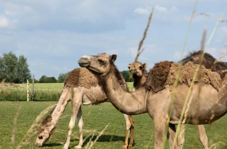 Des chameaux dans un champ de "La Camelerie", une ferme de chameaux à Feignies, le 16 juin 2025 dans le Nord