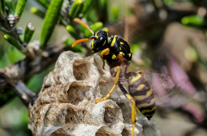 Une guêpe à papier fabrique un nid à l'aide de fibres de bois qu'elle a mâché en une forme de pulpe, le 24 avril 2020, à Montlouis-sur-Loire