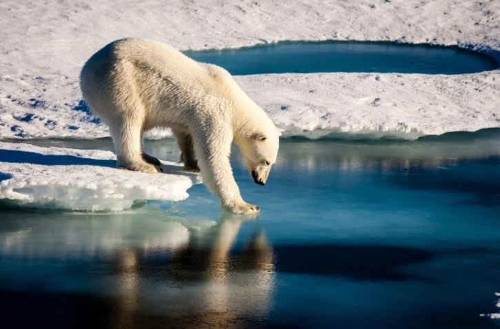 Un ours polaire teste la solidité d'une couche de glace, le 13 septembre 2016 dans l'Arctique
